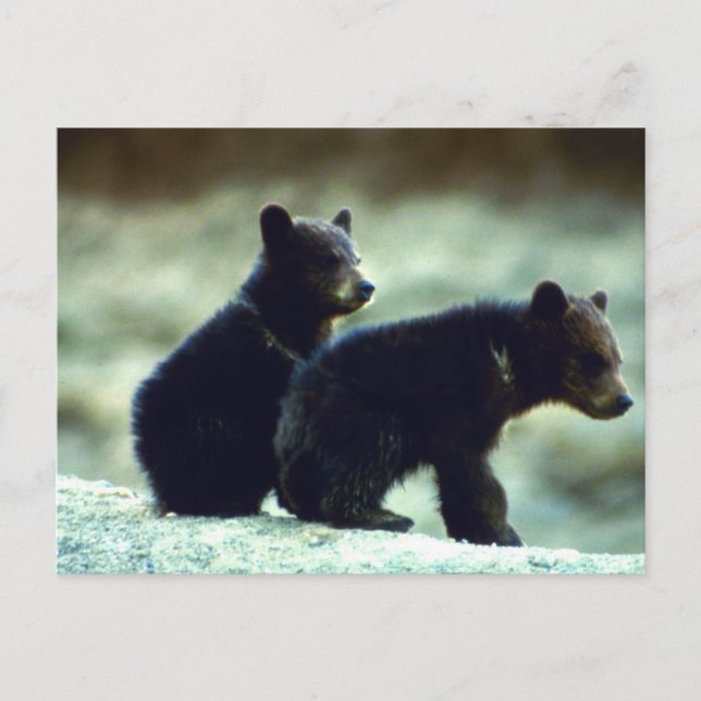 Black Bear unge Vykort (Framsida)