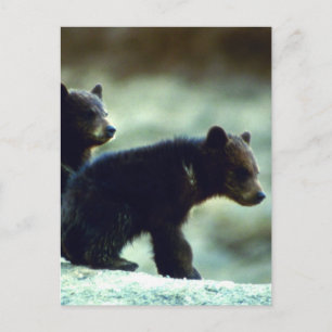 Black Bear unge Vykort