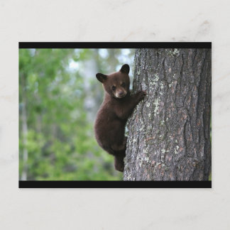 BLACK BEAR VYKORT