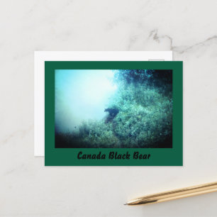 Black Bear-vykort för Kanada Vykort