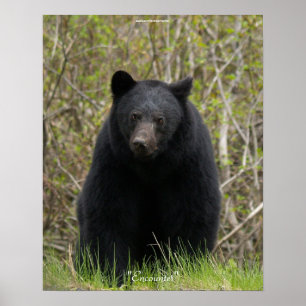 BLACK BEAR Wildlife Animal Photo Poster