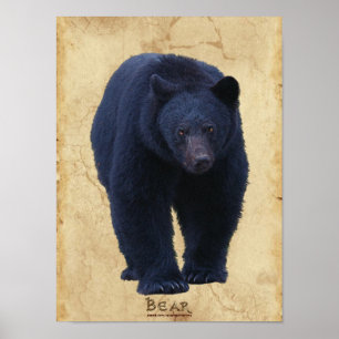 Black Bear Wildlife Art Poster med Faux-Parchment