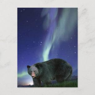BLACK BEAR Wildlife Postkort Vykort