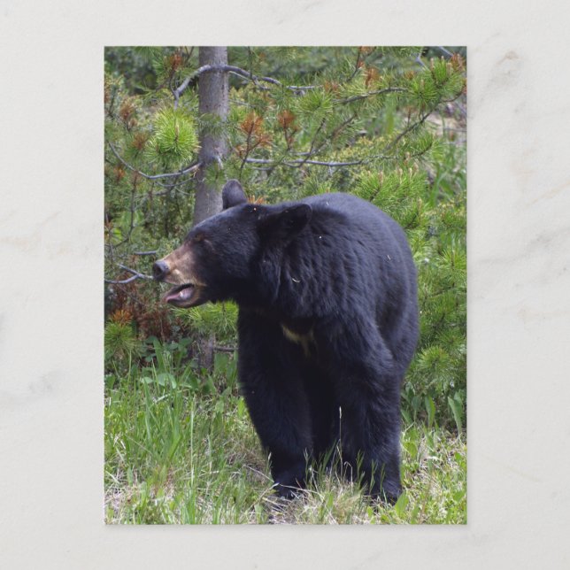 Black Bear Wildlife-vykort Vykort (Framsida)
