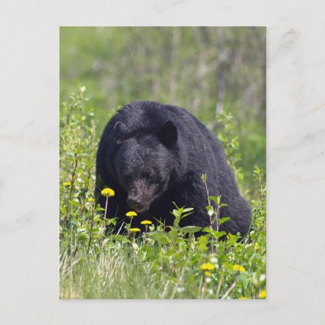 Black Bear Wildlife-vykort Vykort (Framsida)