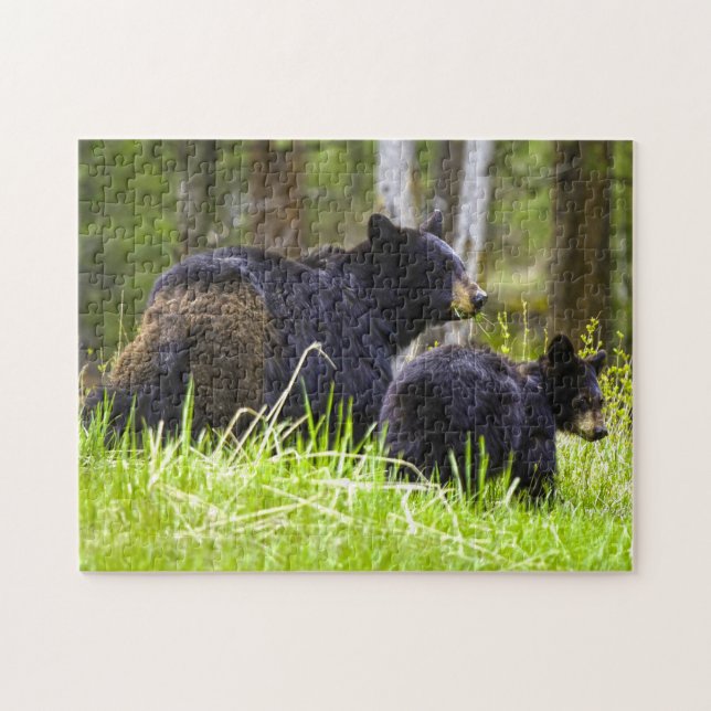 Black Bears Montana. Jigszle Puzzle Pussel (Horisontell)