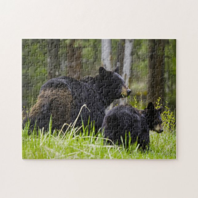 Black Bears of America. Pussel (Horisontell)