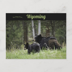 Black Bears Yellowstone nationalpark Wyoming Vykort