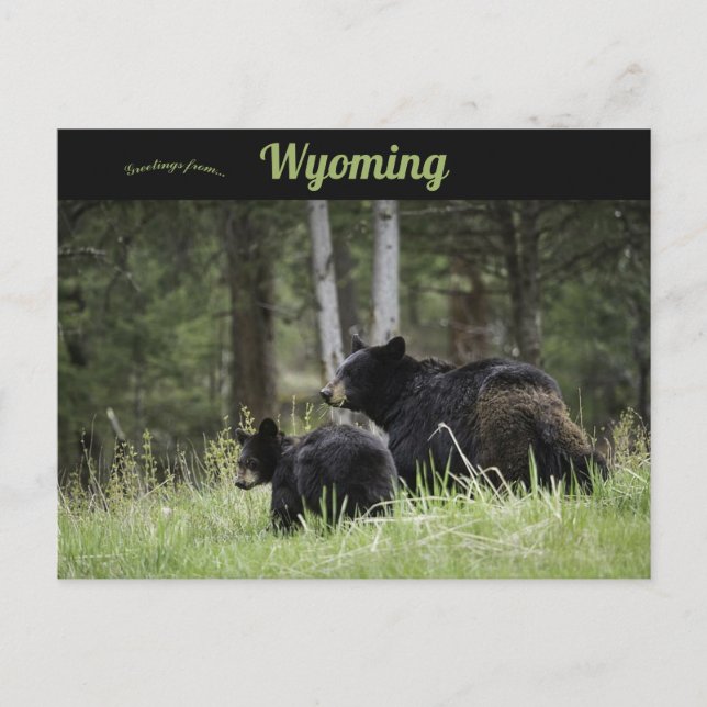 Black Bears Yellowstone nationalpark Wyoming Vykort (Framsida)