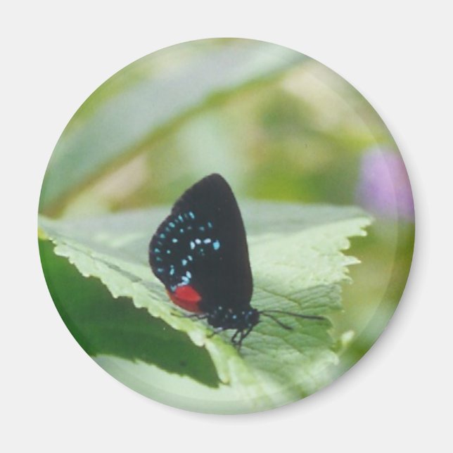 Black Beauty - Atala butterfly - magnet (Framsidan)