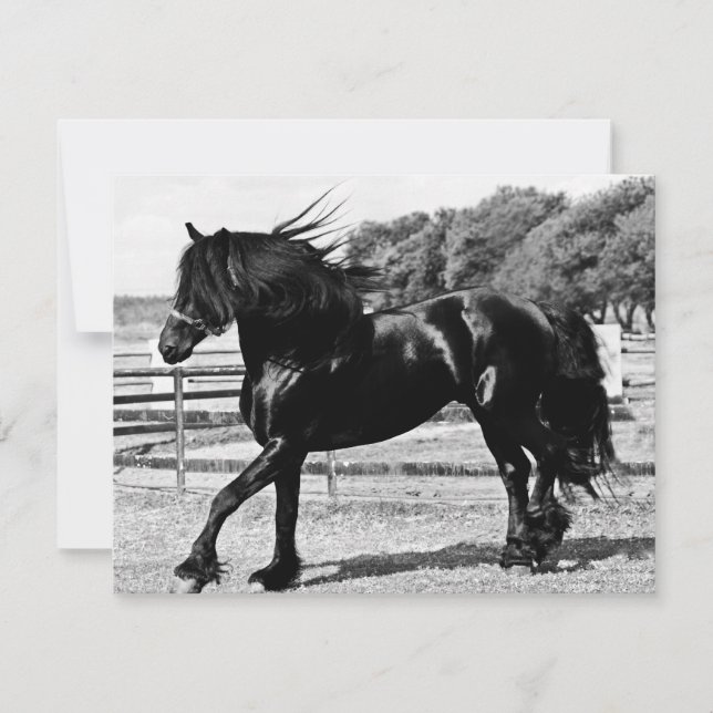 Black Beauty Horse (Framsida)