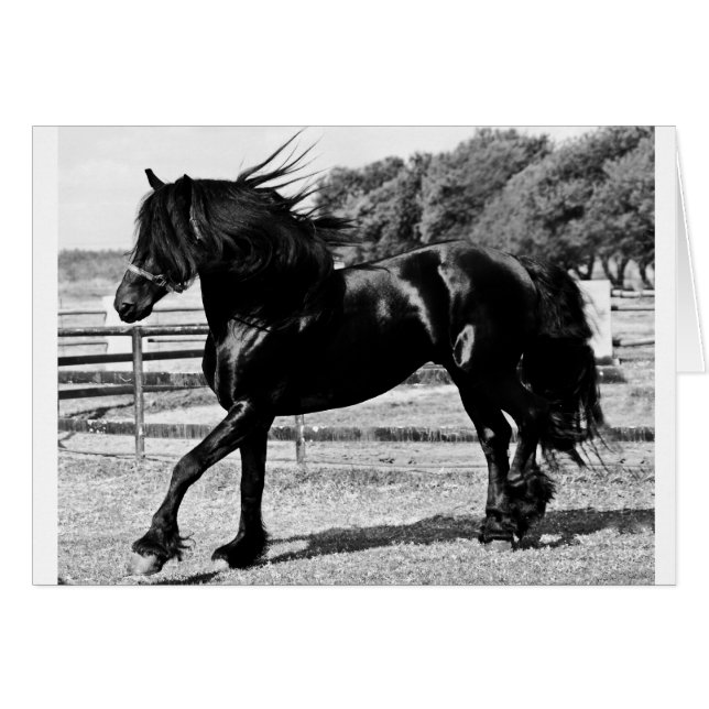 Black Beauty Horse Hälsningskort (Framsidan Horizontal)