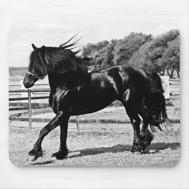 Black Beauty Horse Musmatta (Framsidan)