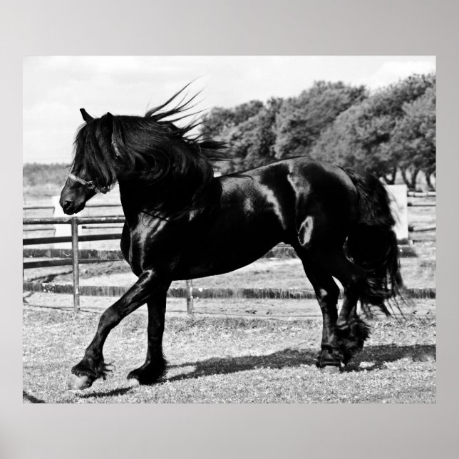 Black Beauty Horse Poster (Framsidan)