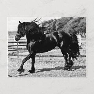 Black Beauty Horse Vykort