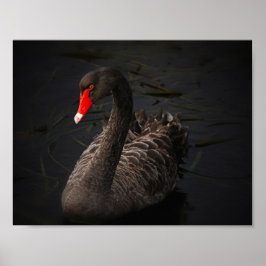 Black Beauty Poster
