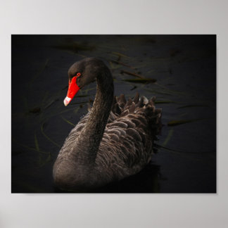 Black Beauty Poster