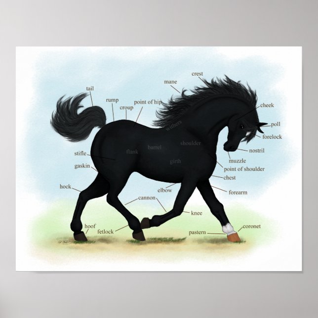 Black Beauty (Star & Sock) Horse Anatomy Poster (Framsidan)