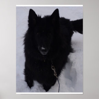 Black Belgium Shepherd i Snö Poster