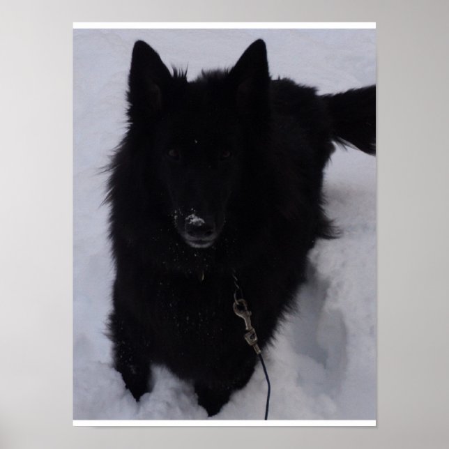 Black Belgium Shepherd i Snö Poster (Framsidan)