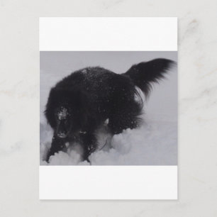 Black Belgium Shepherd i Snö Vykort
