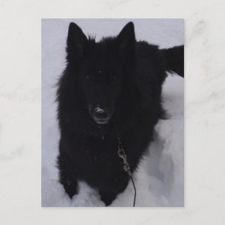 Black Belgium Shepherd i Snö Vykort