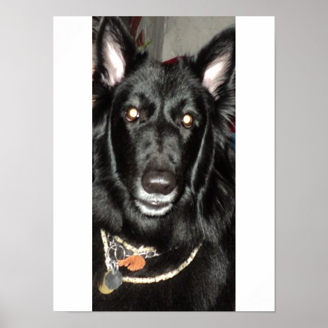 Black Belgium Shepherd Poster (Framsidan)