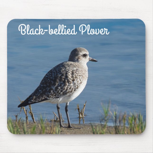 Black Belllied Plover Musmatta (Framsidan)