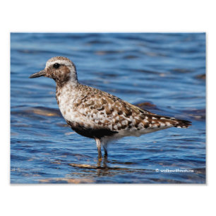 Black-Belllied Plover på Shore Fototryck
