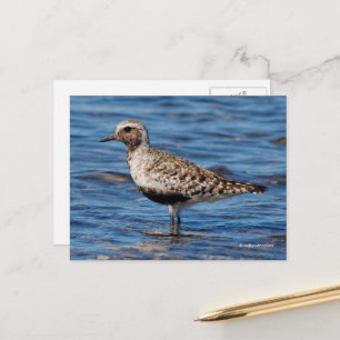 Black-Belllied Plover Shorebird på Shore Vykort