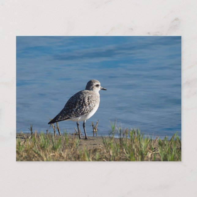 Black-Belllied Plover Vykort (Framsida)