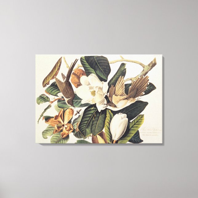 Black-billed Cuckoo on Magnolia Grandiflora, 1828, Canvastryck (Framsida)