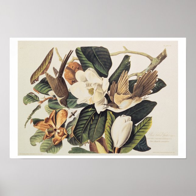 Black-billed Cuckoo on Magnolia Grandiflora, 1828, Poster (Framsidan)