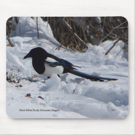 Black Billed Rocky Mountain Magpie mousepad Musmatta