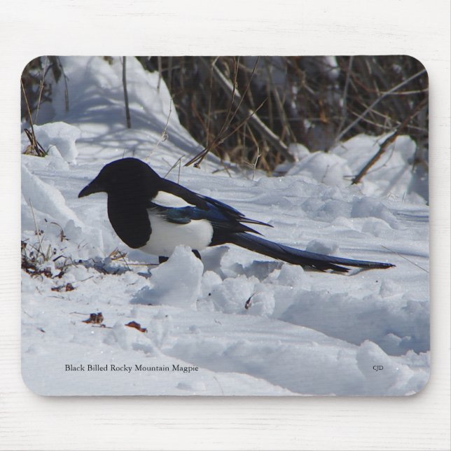 Black Billed Rocky Mountain Magpie mousepad Musmatta (Framsidan)