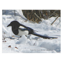 Black Billy Rocky Mountain Magpie bord trasa