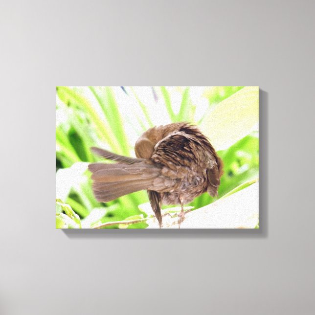 Black Bird Preening Canvastryck (Framsida)