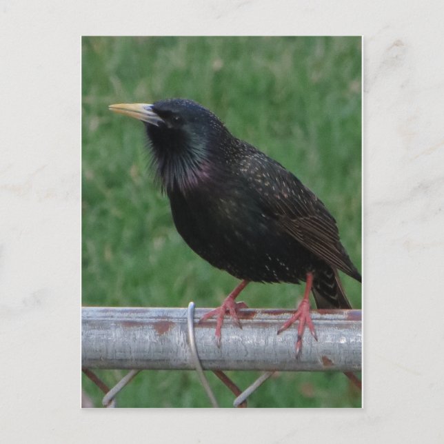 Black Bird Vykort (Framsida)