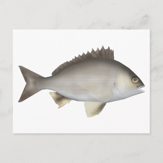 Black Bream Vykort (Framsida)