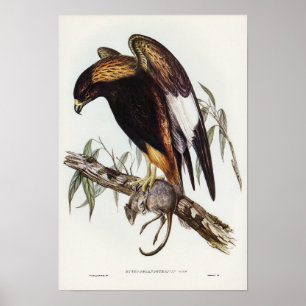 Black-Breast Buzzard av Elizabeth Gould Poster