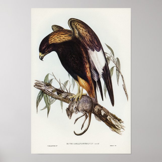Black-Breast Buzzard av Elizabeth Gould Poster (Framsidan)
