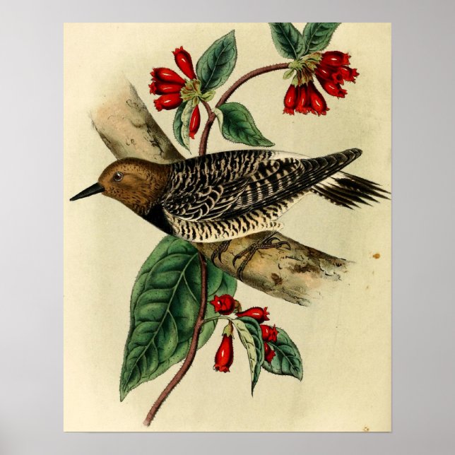 Black Brested Woodpecker Poster (Framsidan)
