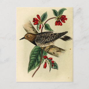 Black Brested Woodpecker Vykort
