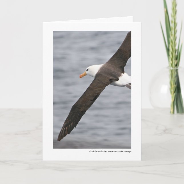 Black-browed Albatross in the Drake Passage Kort (Framsida)