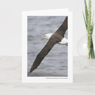 Black-browed Albatross in the Drake Passage Kort
