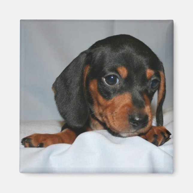 Black/Brown Dachshund Valp Magnet (Framsidan)