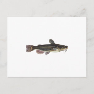 Black Bullhead Catfish Art Vykort