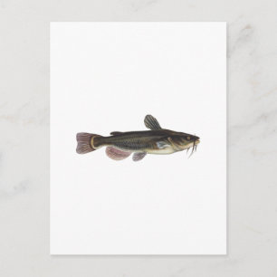 Black Bullhead Catfish Art Vykort