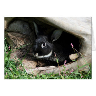 Black Bunny Hälsningskort