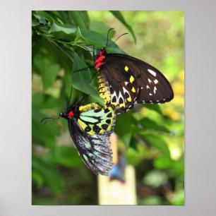 Black Butterflies Natur Poster